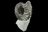 Ammonite (Pleuroceras) Fossil in Rock - Germany #125422-2